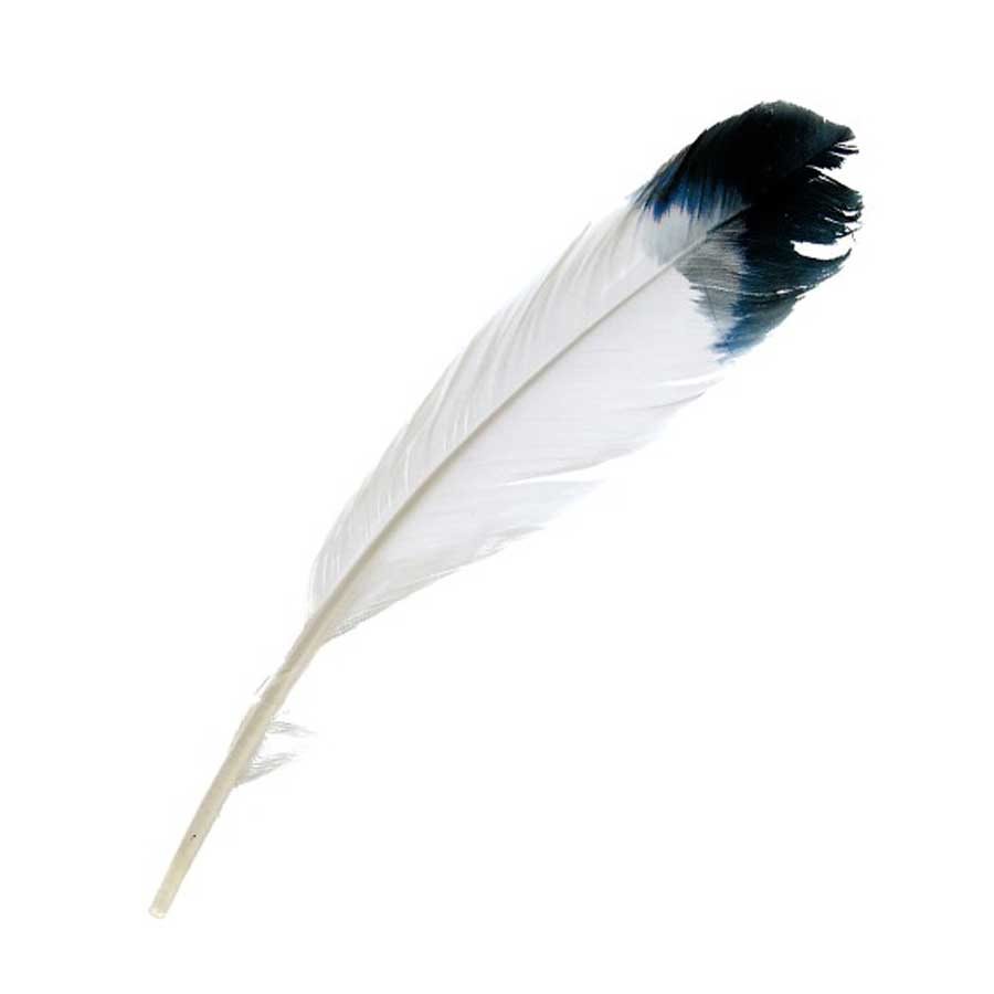 Imitation Eagle Feathers - Black Tip